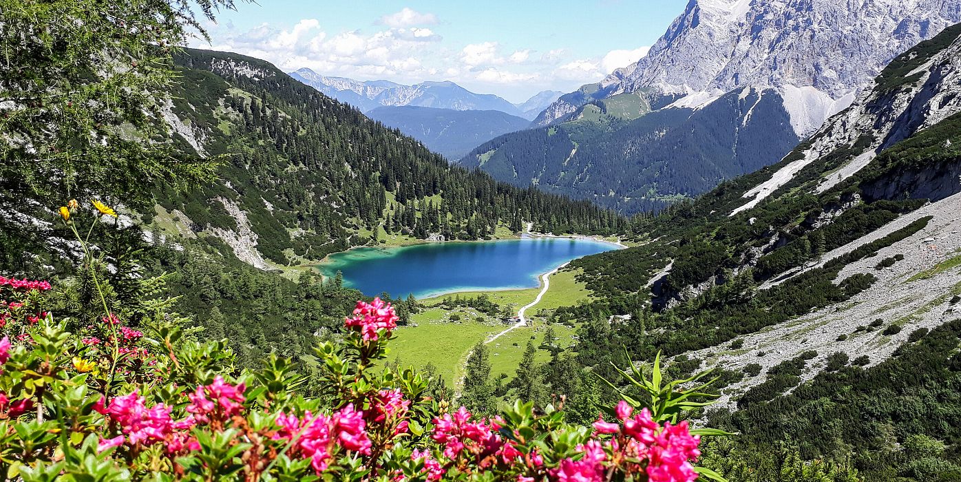 Blick auf den Seebensee mit Almrosen - Leutasch