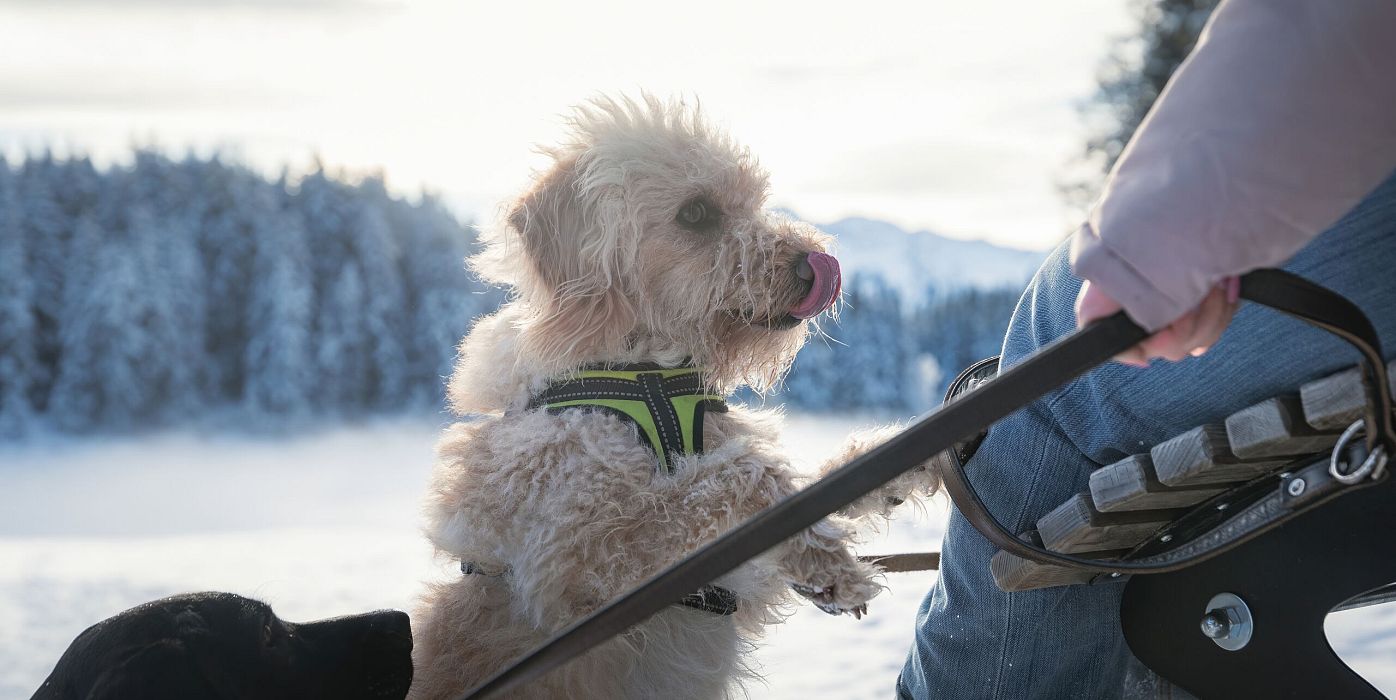 Hund auf einem Schlitten im Schnee, begleitet von einer Person. Winterlandschaft mit schneebedecktem Wald im Hintergrund.