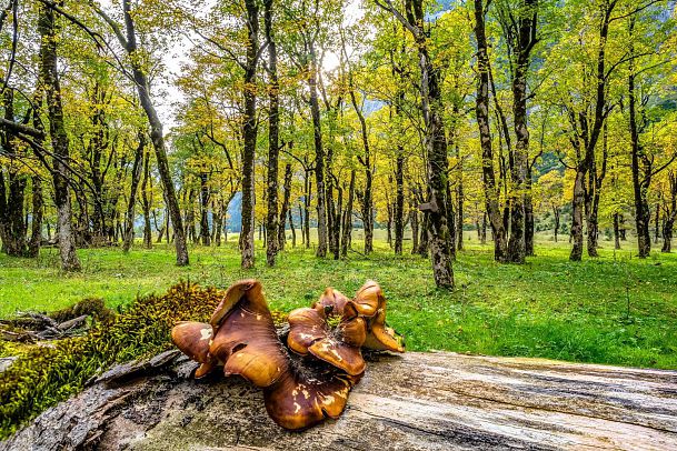 10-gruende-warum-wir-den-herbst-lieben-8-1