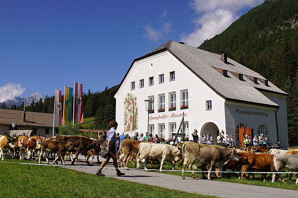 almabtrieb-beim-ganghofermuseum-leutasch-1