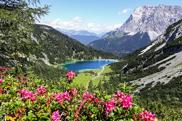 blick-auf-den-seebensee-mit-almrosen-leutasch-1