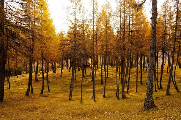 bunter-laerchenwald-im-herbst-reith-1