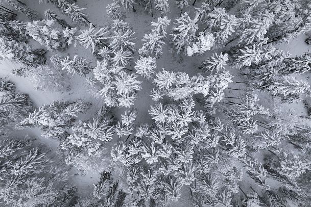 Drohnenaufnahme beschneite Bäume aus der Vogelperspektive