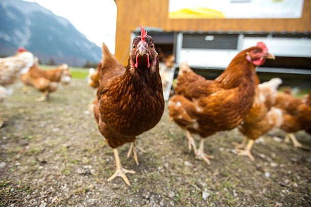 echt-regional-und-nachhaltig-plateau-produkte-aus-der-region-16-1