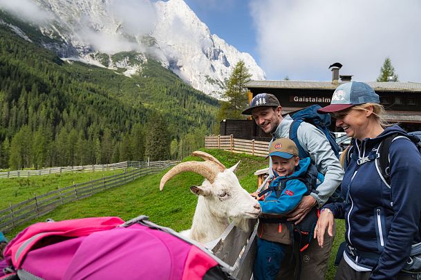 Familien-Weitwanderung im Gaistal - Familie schaut sich Ziegen bei Gaistalalm an - Ziege schaut über Zaun