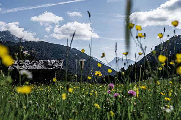 fruehling-2022-leutasch-blumen-wiese-berg-landschaft-huette-2-1