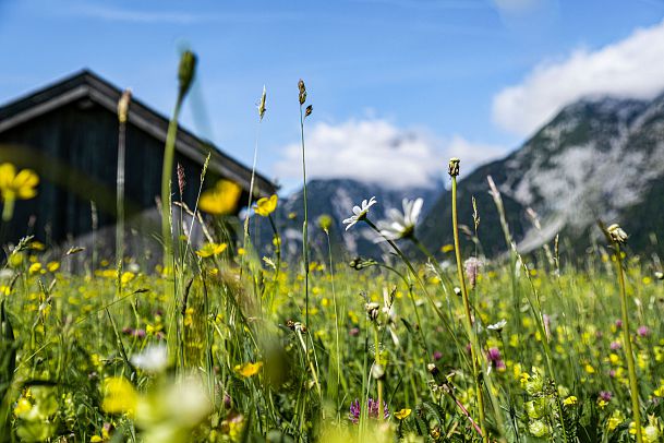 fruehling-2022-leutasch-blumen-wiese-berg-landschaft-huette-5-1