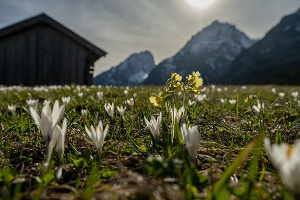 fruehling-2022-leutasch-krokus-blumen-wiese-berg-landschaft-1