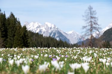 fruehling-2022-seefeld-krokus-blumen-wiese-berg-landschaft-21-4