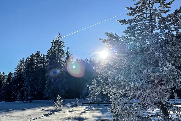 Gefrorener Baum im Wildmoos - Stimmung beim Sonnenaufgang - Loipe C2