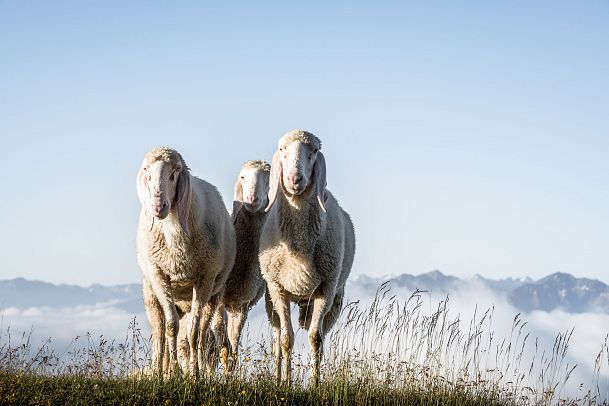 gehrenspitze6-1