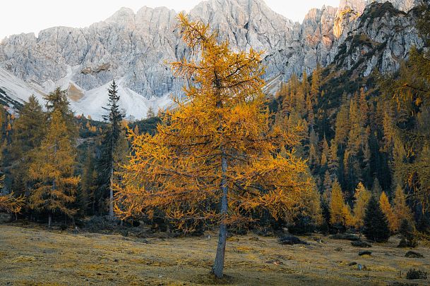 Goldener Herbstbaum vor schroffen Berggipfeln in der Region Seefeld. Klares Herbstlicht beleuchtet die Landschaft.