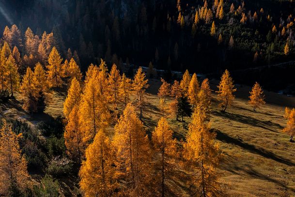 Aerial view of golden larch trees in an autumn landscape with long shadows.