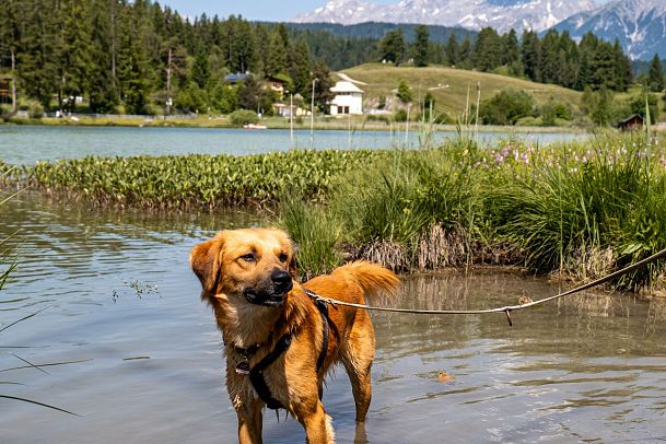 Hund am Wildsee in Seefeld - Sommer