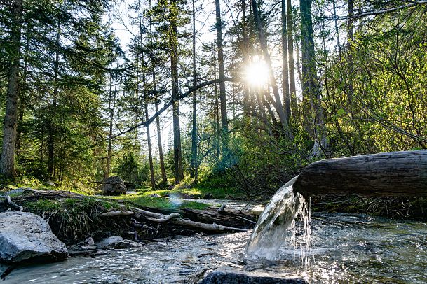Ein Wasserlauf in einem Wald, umgeben von Bäumen und Sonnenschein.