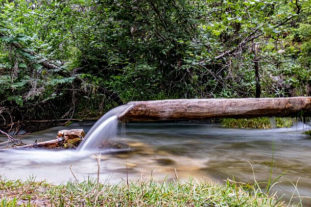 Ein Waldfluss fließt über einen Baumstamm, umgeben von Bäumen und Gras.