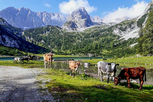 kuehe-am-seebensee-leutasch-1