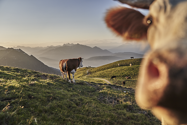 kuehe-im-morgenlicht-zum-sonnenaufgang-bei-der-rotmoosalm-im-gaistal-2-1