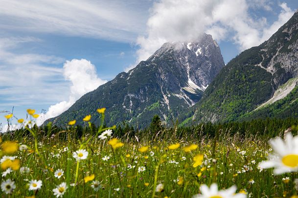 Leutascher Wiesen im Frühling - Gehrenspitze mit verschwommener Blumenwiede im Vordergrund