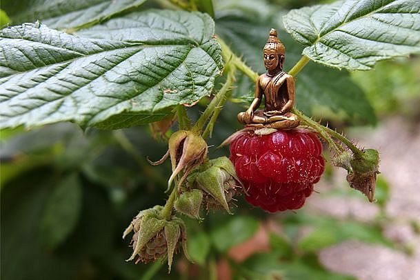 little-buddha-2-rechts