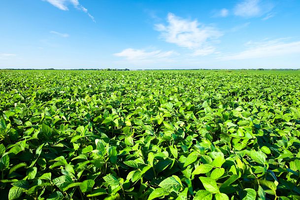 Sojafeld (c) Landgarten