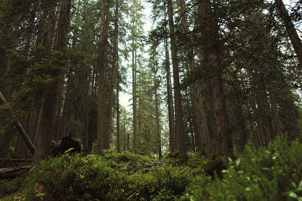 sound-of-seefeld-echt-belebend-wald-bei-regen-1