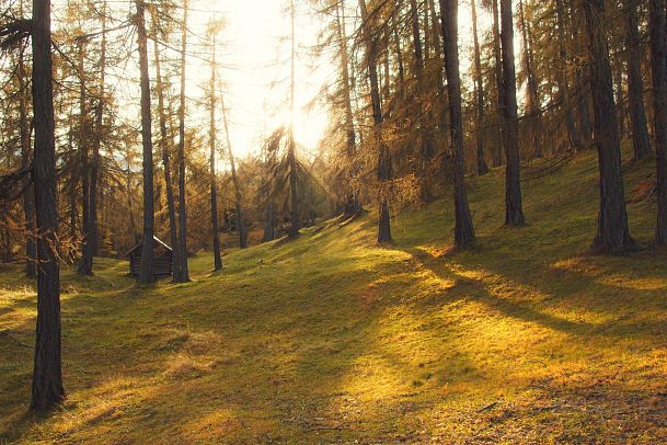 Herbstwald mit Sonnenlicht durch Bäume, Blätter fallen zu Boden.