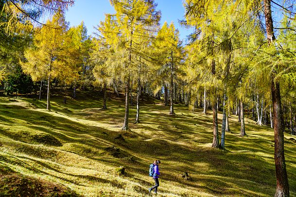 wanderung-im-laerchenwald-im-herbst-auland-reith-1