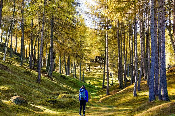 wanderung-im-laerchenwald-im-herbst-reith-1