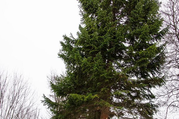 weihnachtsbaum-aufbau-in-seefeld-2-1