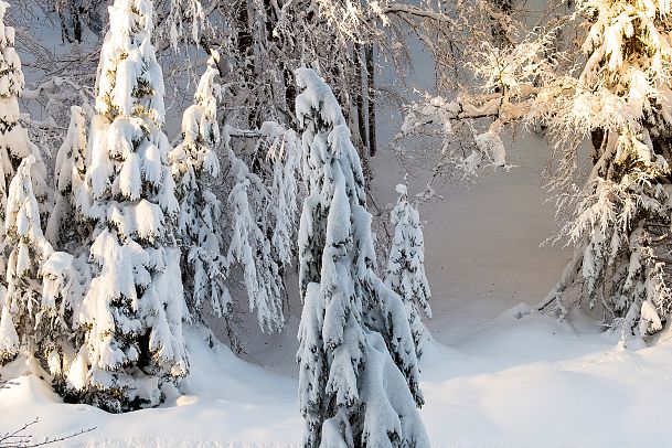 weitwandern-etappe-3-wald-nahaufnahmen-2-1