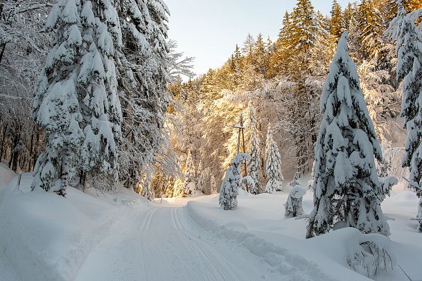 weitwandern-etappe-3-weg-im-wald-1