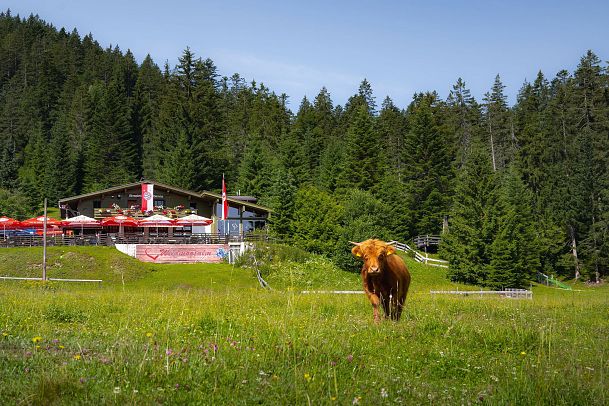 Wildmoosalm im Sommer - Hütte mit Kuh