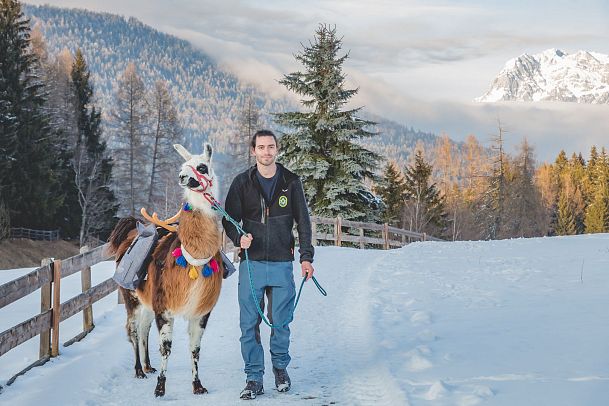 A man walks with a decorated llama on a snowy path in a forested area.