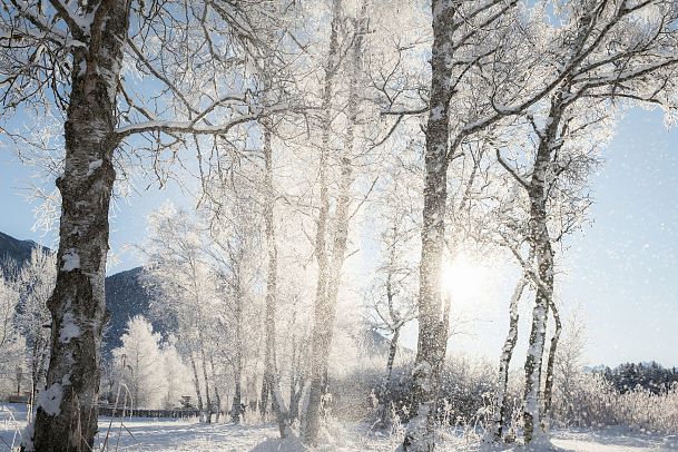 Winterwandern in der Region Seefeld_Schnee fällt von Bäumen beim Wildsee
