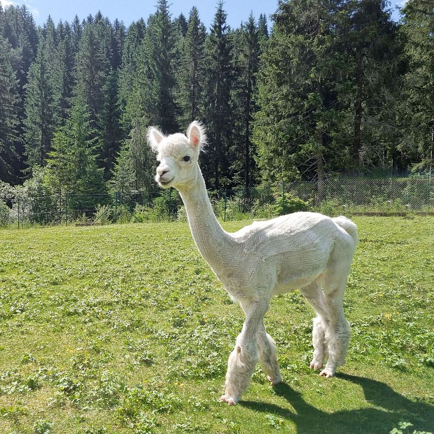 Alpaka Nahaufnahme auf der Weide