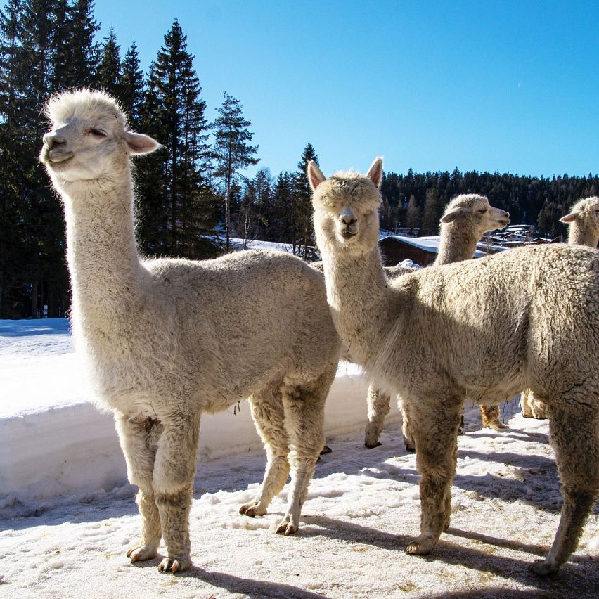 Alpakas vom Tiroler Bio Alpakas Hof im Winter.webp