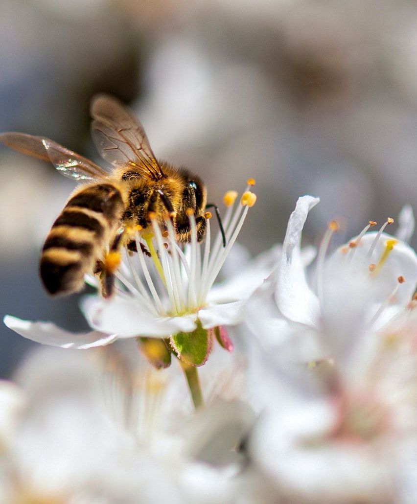 Zuhause für Bienen