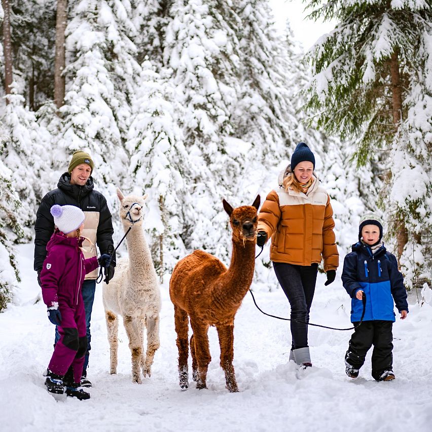 Familie beim Lama-Spaziergang in verschneitem Wald. Kinder und Erwachsene lächeln und tragen Winterkleidung.