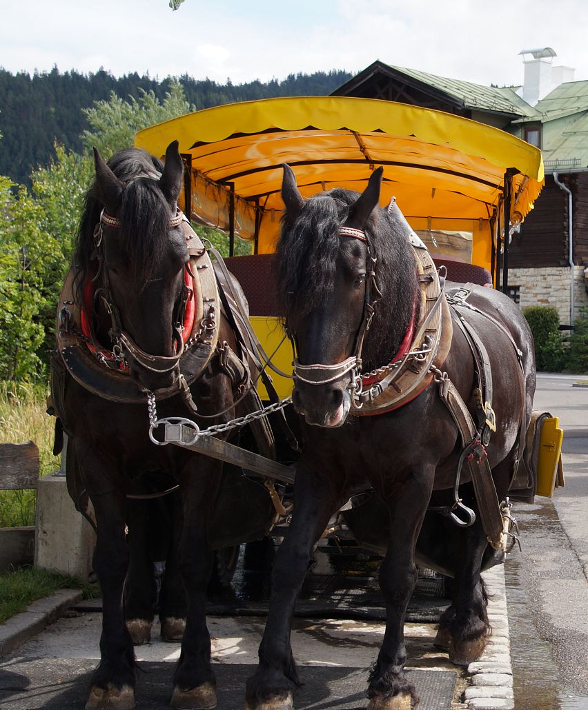 Romantische Kutschenfahrt in der Region Seefeld