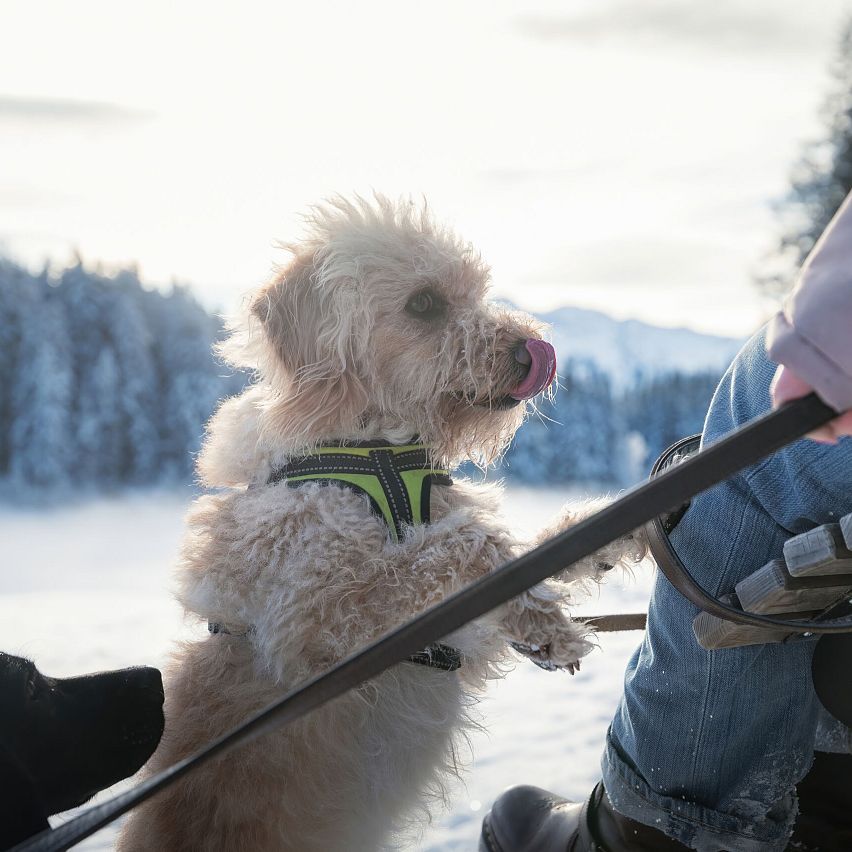 Hund auf einem Schlitten im Schnee, begleitet von einer Person. Winterlandschaft mit schneebedecktem Wald im Hintergrund.