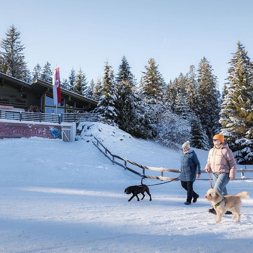 Winterspaziergang mit Hunden vor verschneitem Gebäude und Bäumen.
