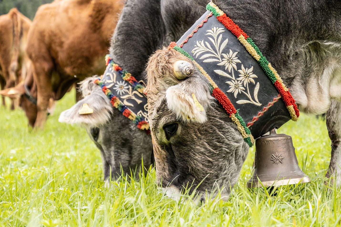 Almabtrieb der Kühe in Leutasch - Kühe mit schöner Glocke grasen in Kirchplatzl