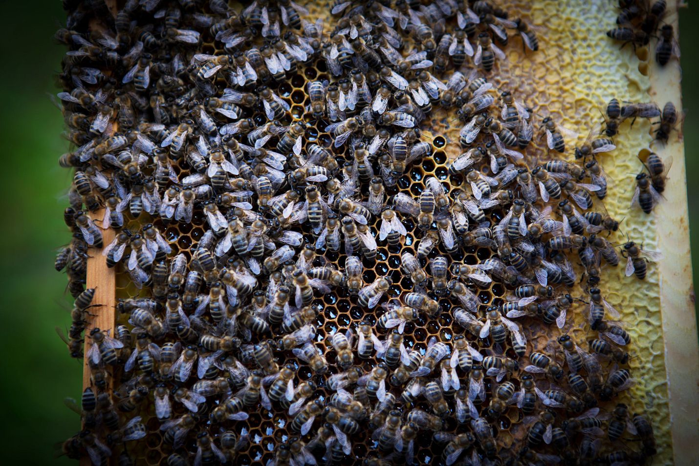 Bienen von Imker Kurt Kriegl in Reith