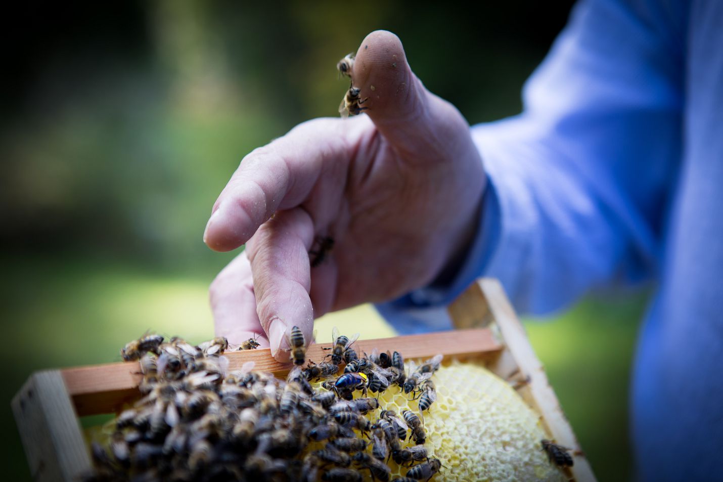 Imker Kurt Kriegl aus Reith bei den Bienen - Regions-Originale