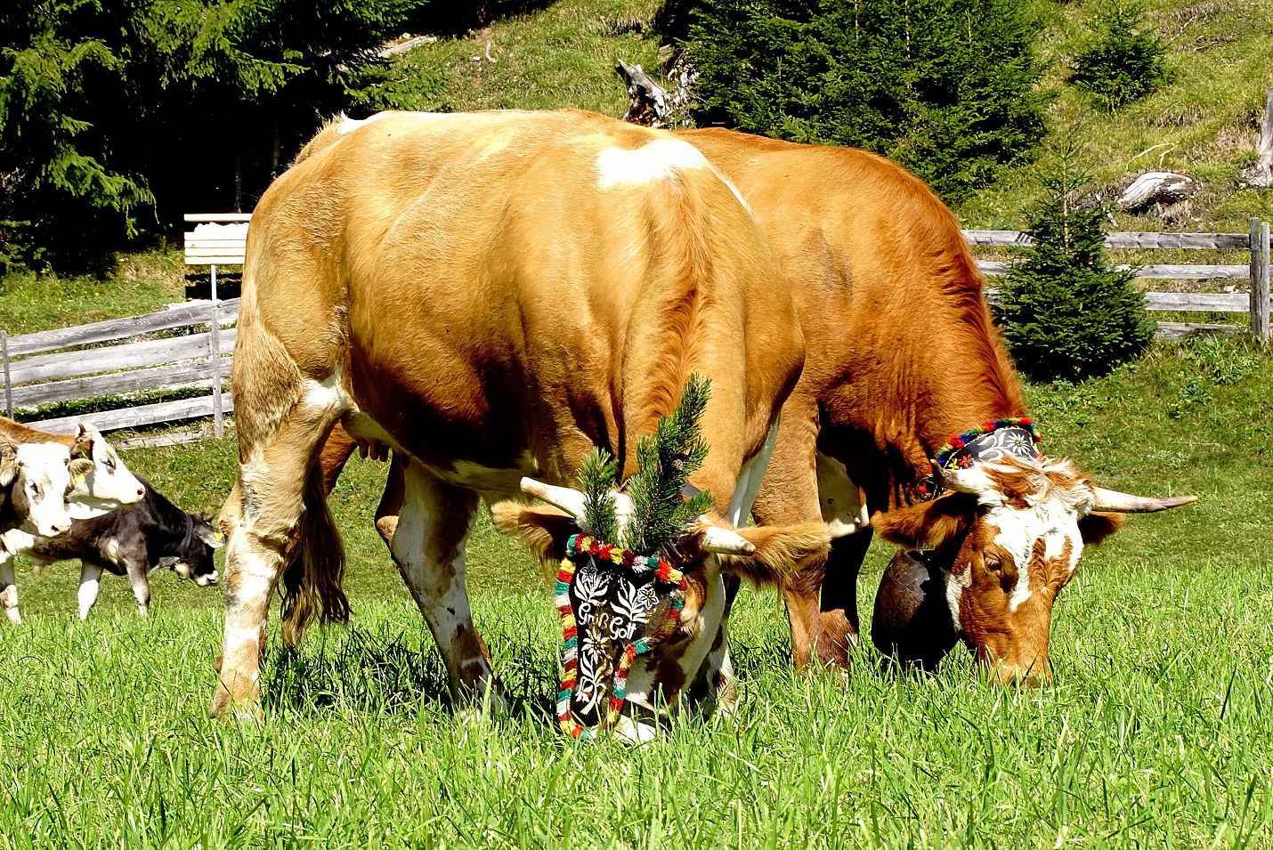 Kühe auf Weide beim Almabtrieb - Leutasch