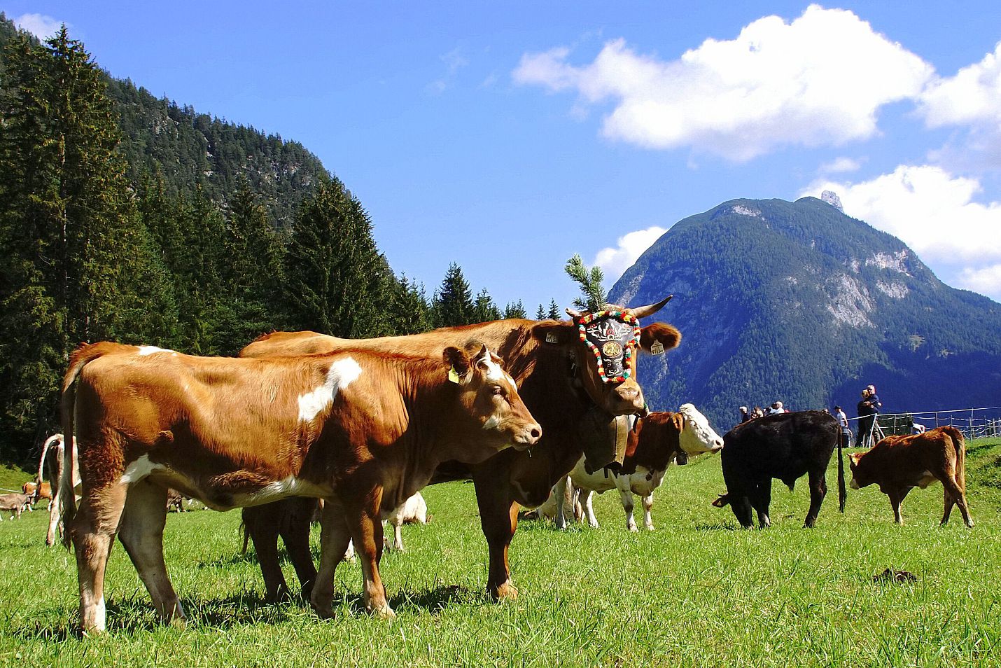 Kühe auf Weide beim Almabtrieb - Leutasch (1)
