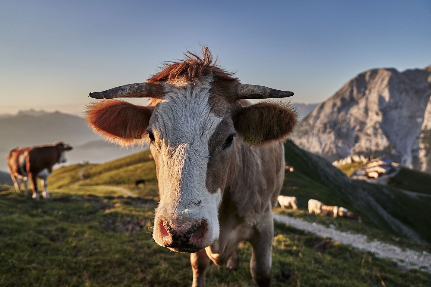 Kuh im Morgenlicht zum Sonnenaufgang bei der Rotmoosalm im Gaistal