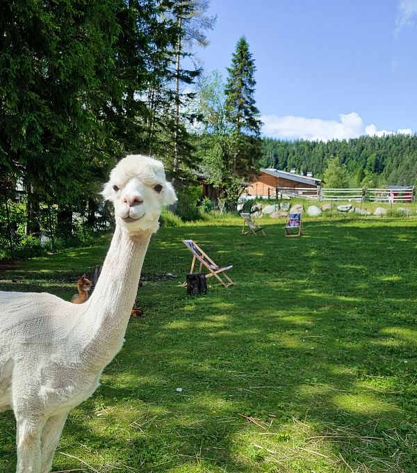 Un alpaca bianco in un prato verde, con altri alpaca sullo sfondo.