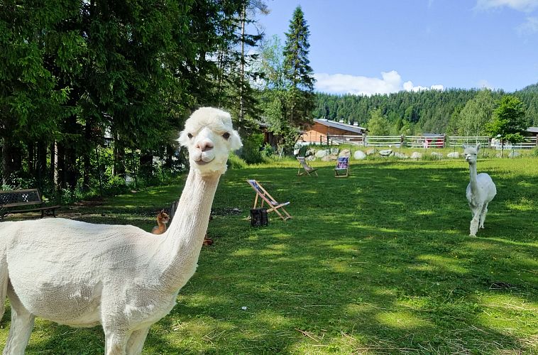 Un alpaca bianco in un prato verde, con altri alpaca sullo sfondo.